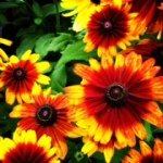 Profile Picture of Jean Strack (@mamastrack123) on Instagram