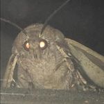 Profile Picture of kyle.doran (@kyle.doran81) on Instagram