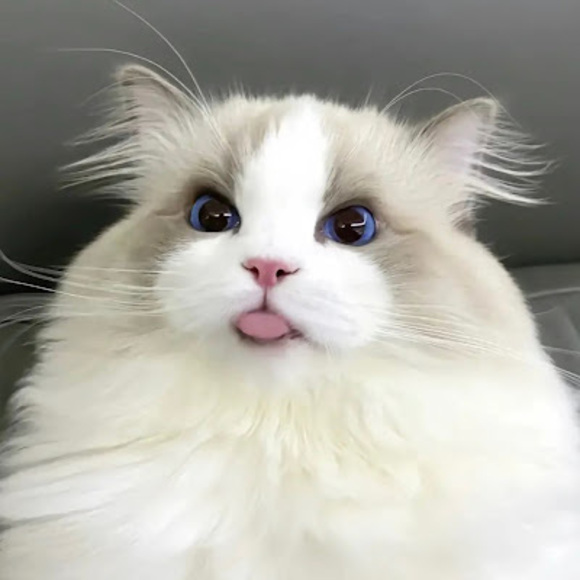 Profile Picture of Alisha Rudenko (@alishasky) on Poshmark