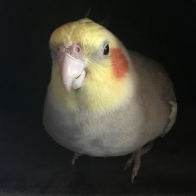 Profile Picture of Kelly Peters (@kellzy86) on Twitter