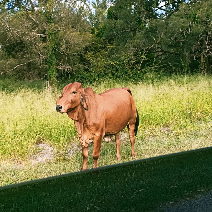 Profile Picture of bradcarbone (@bradcarbone) on Tiktok