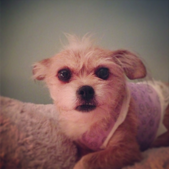 Profile Picture of Dawn Ledbetter (@wagsnwhiskers) on Poshmark