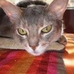 Profile Picture of Thomas Picarelli (@dexefx909) on Instagram