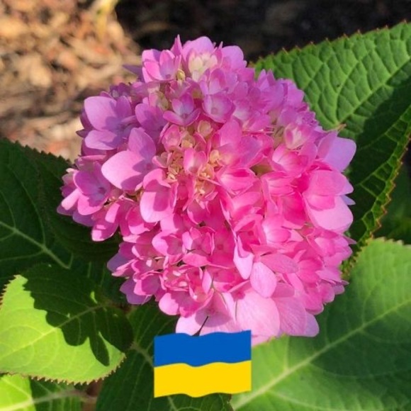 Profile Picture of Amy Nofsinger (@thenofs) on Poshmark