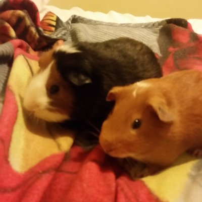 Profile Picture of Edwin Quijano (@Edwinquijano4) on Twitter