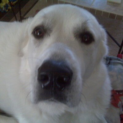 Profile Picture of Jeff Pelkey (@ishocku2day) on Twitter