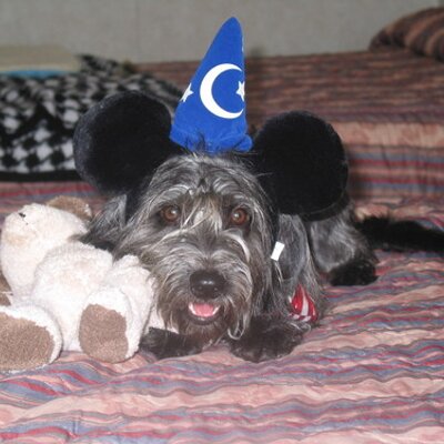 Profile Picture of Kim Conant (@KimConant) on Twitter
