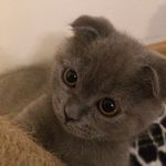 Profile Picture of Scotish Kafası (@scotish_kafa) on Instagram