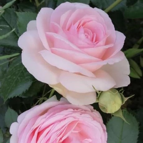 Profile Picture of Iris Xu (@gengxia) on Poshmark