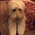 Profile Picture of Paula Bender (@nona4god) on Instagram