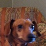 Profile Picture of Rusty Cooper (@ya_dog_rusty) on Instagram