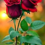 Profile Picture of James Baiden (@James-Baiden) on Facebook