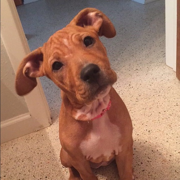 Profile Picture of Amanda Goffinet (@amandag416) on Poshmark