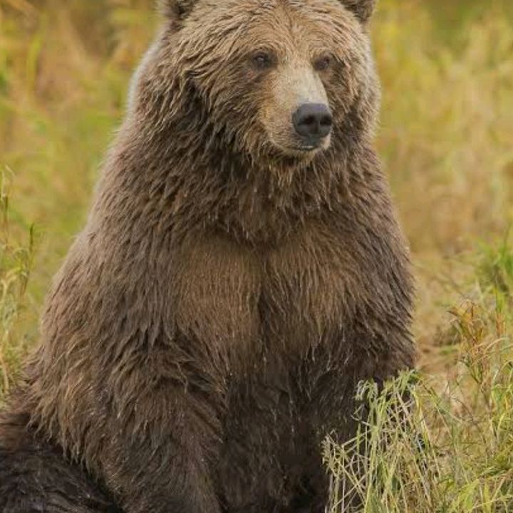 Profile Picture of Crescencio Chavez (@@crescenciochavez) on Tiktok