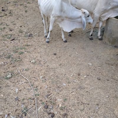 Profile Picture of Juan Camilo Berrocal (@jcamiloberrocal) on Twitter