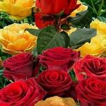 Profile Picture of чынара ташкуловна (@chynaratashkulovna) on Instagram