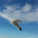Profile Picture of Andrea Longenecker (@andincarljr) on Pinterest