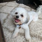 Profile Picture of Milo James (@mr.milo_theshichon) on Instagram