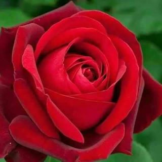 Profile Picture of Mushtaq Rehman (@mushtaq.rehman.581) on Facebook
