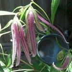 Profile Picture of Paulette Gascon (@paulettegascon) on Instagram