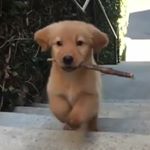 Profile Picture of Puppies - Dogs - Friends 🐶 (@pawaddicted) on Instagram