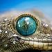 Profile Picture of Diane Karwoski (@dkarwoski) on Pinterest