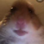 Profile Picture of Joshua (@josh.balogh) on Instagram