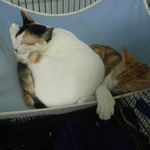 Profile Picture of Hugo Chung (@hugo.chung) on Instagram