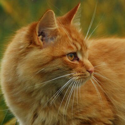 Profile Picture of Emily Babb (@TianaSoftwind) on Twitter