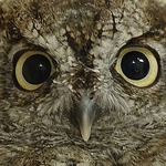 Profile Picture of Kuu Owl (@kuuowl) on Flickr