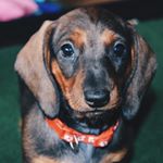 JUNE CHRISTIAENS | VERPOORTER - Instagram Profile Picture of JUNE CHRISTIAENS | VERPOORTER (@avonturierjune) on Instagram