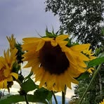Profile Picture of Donna Soderquist (@donna.soderquist.1) on Facebook