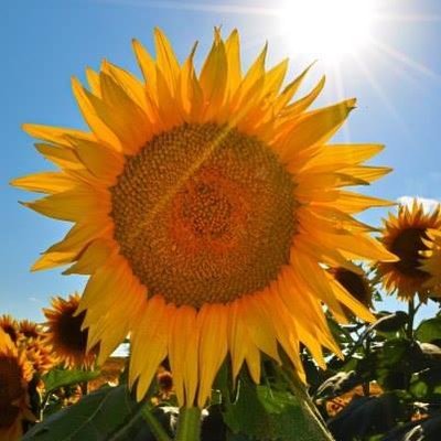 Profile Picture of Sherri Rebarchek (@MrsRebarchek) on Twitter