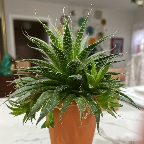 Profile Picture of Sarah Radulescu (@sjrad) on Poshmark