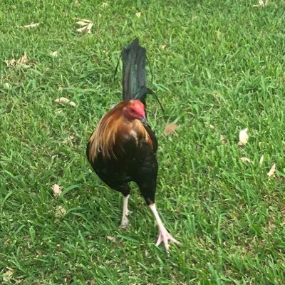 Profile Picture of Stacy Stuardi Elia (@StuardiElia) on Twitter