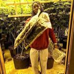 Profile Picture of Weedman Drila (@james_smoker123) on Instagram