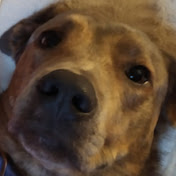 Profile Picture of Kevin Pina (@kevinpina4555) on Youtube