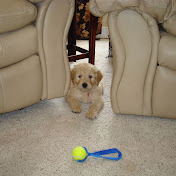 Profile Picture of Dr. Michael Spagnolo (@dr.michaelspagnolo1363) on Youtube