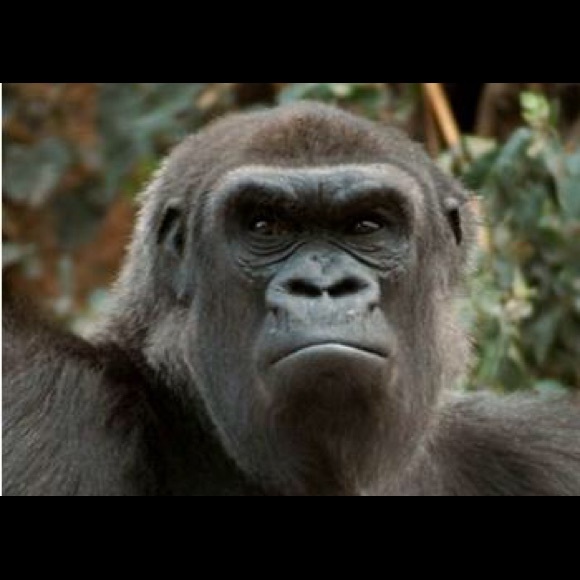 Profile Picture of Ben Schwartz (@schwartzy11) on Poshmark