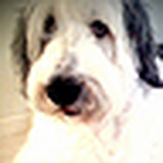 Profile Picture of Tsanglabs (@tsanglabs) on Flickr