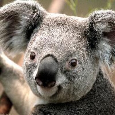 Profile Picture of Gandhi Joel Chong Go (@@CyberChonggos) on Twitter