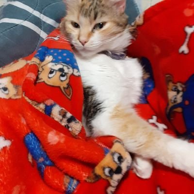 Profile Picture of Mario Pazmlño Valladares (@MarioPazmlno) on Twitter