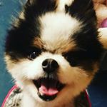 Profile Picture of Lil Man (@carriemizenko) on Instagram