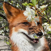 Profile Picture of Forest Fox (@M3lr4kk1_Therianthr0py) on Youtube