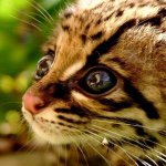 Profile Picture of Marie Boucher (@alvin5656) on Instagram