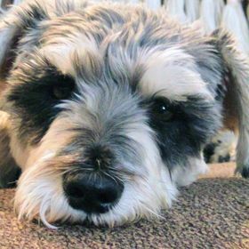 Profile Picture of Aimee St Pierre (@aimeesaint) on Pinterest