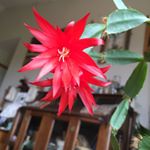 Profile Picture of Alice Grimm (@campgrimm52) on Instagram