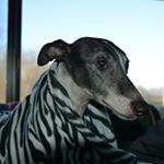 Profile Picture of Nancy Ewing (@ewing.nancy) on Instagram