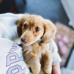 Profile Picture of Bentley the Weiner 🐾💙 (@bentley.theweiner) on Instagram