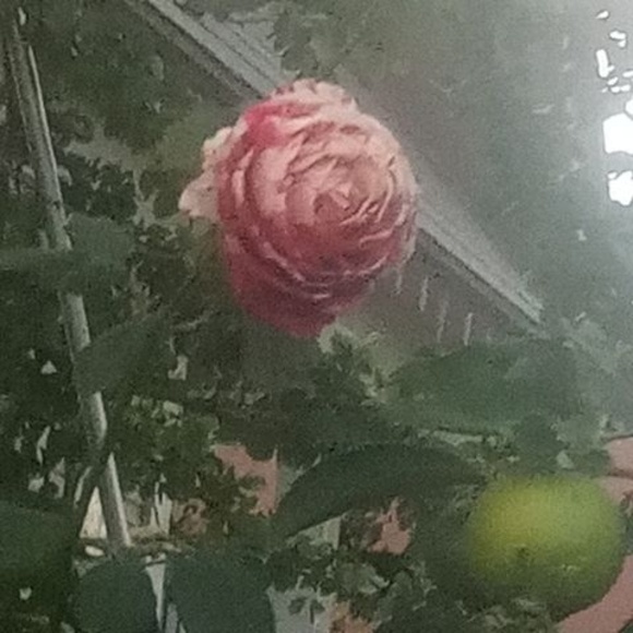 Profile Picture of Monica Dailey (@monicadailey151) on Poshmark